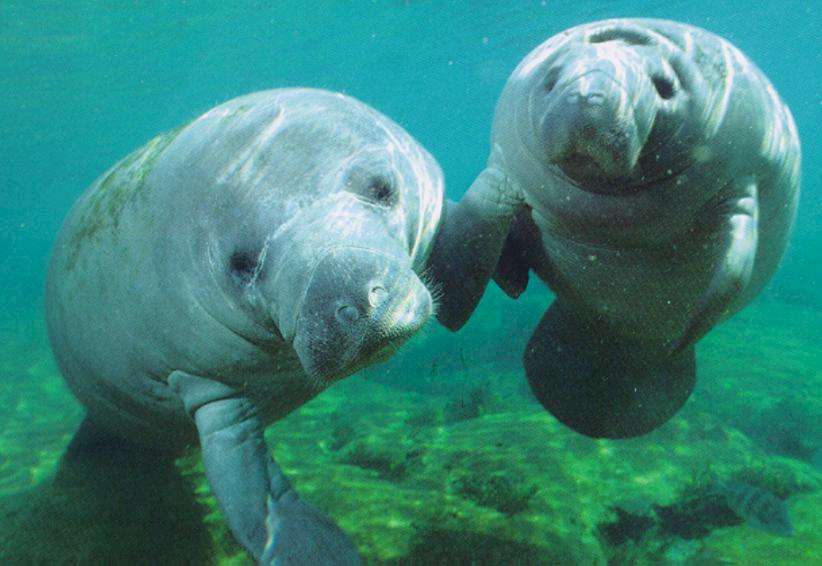 manatees florida